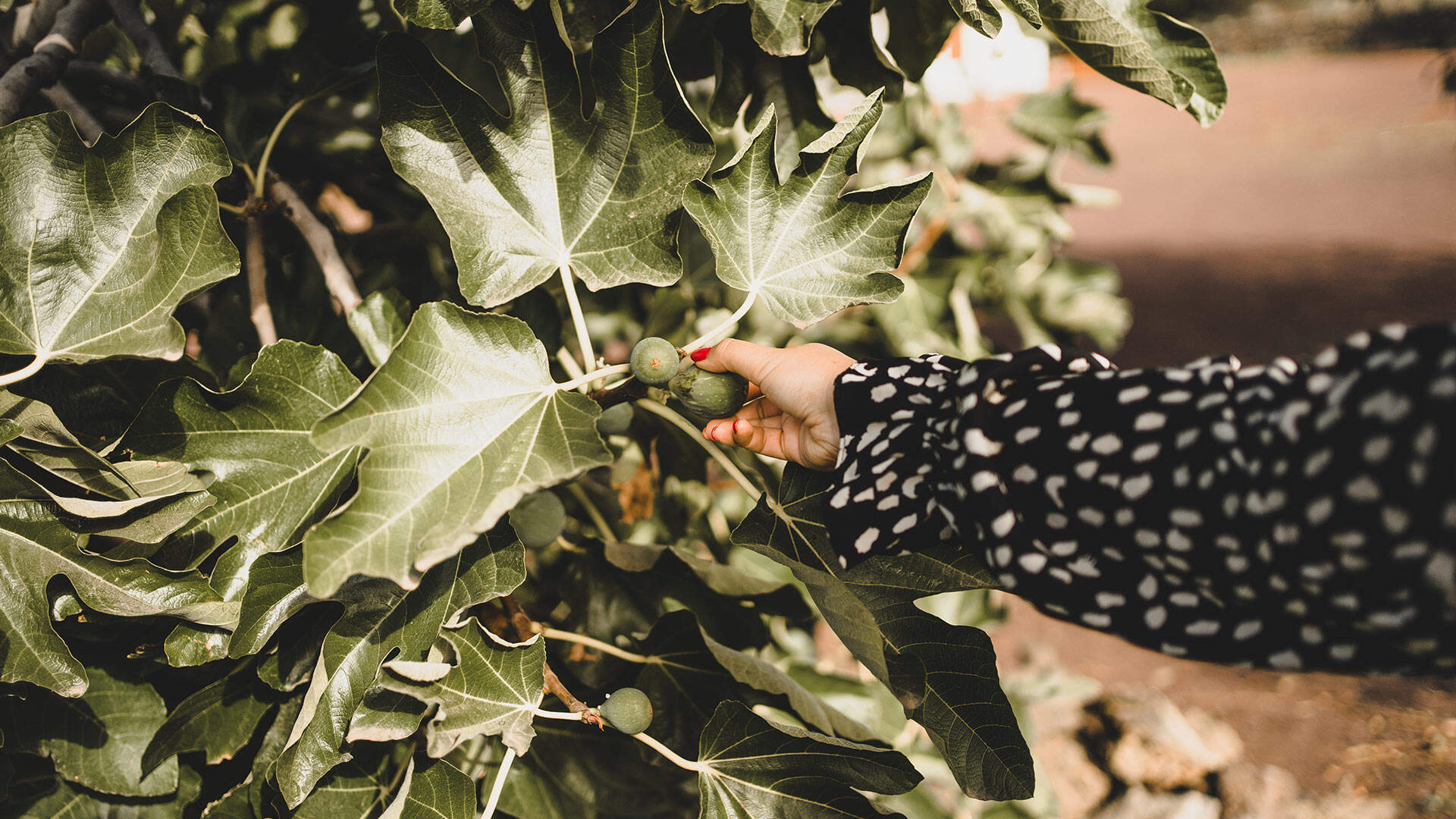 Vrouwenhand die olijven plukt van een olijfboom