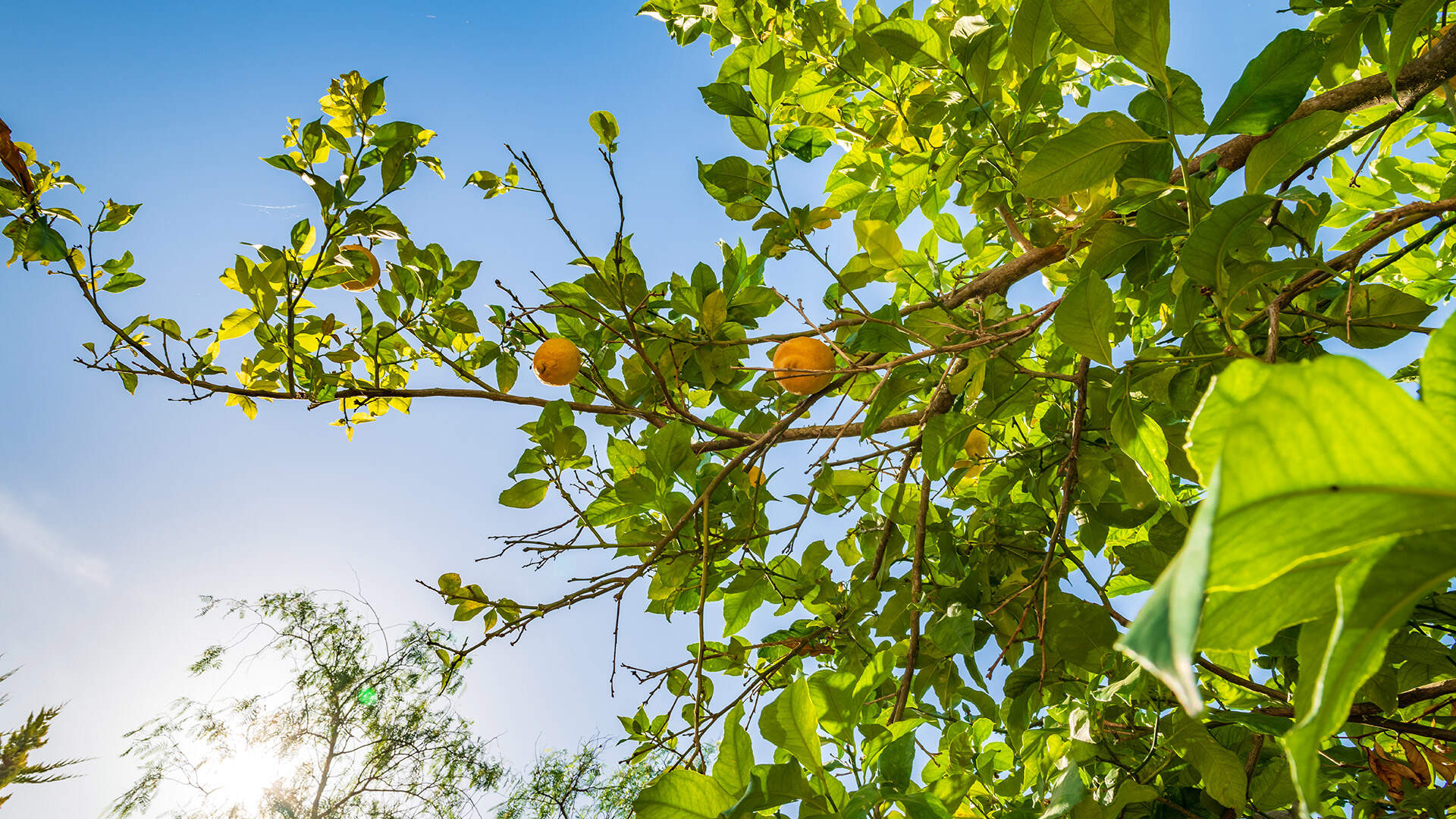 Vliegen Amsterdam Schiphol Airport