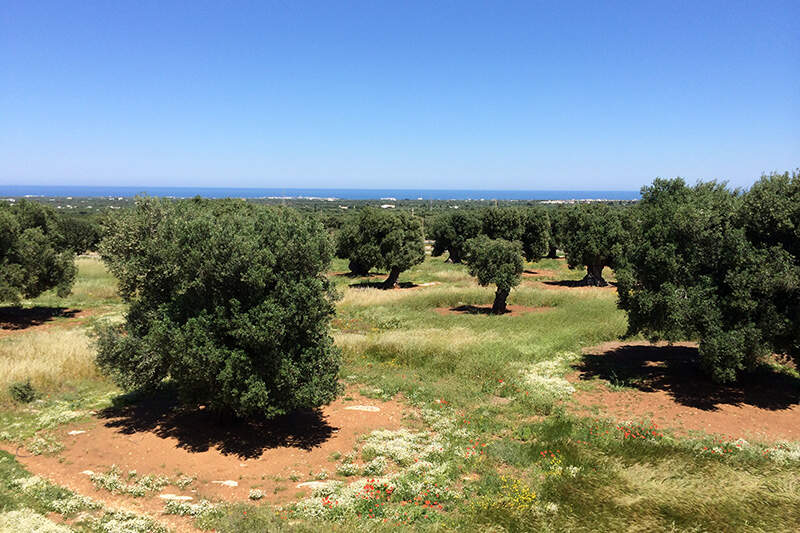 Treinvakantie-Pulgia-MASSERIA CAPECE