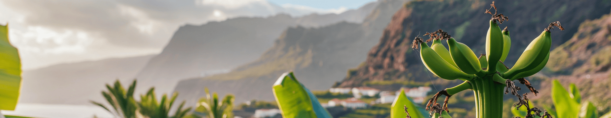 Bananenplant met op de achtergrond vulkanen op Tenerife