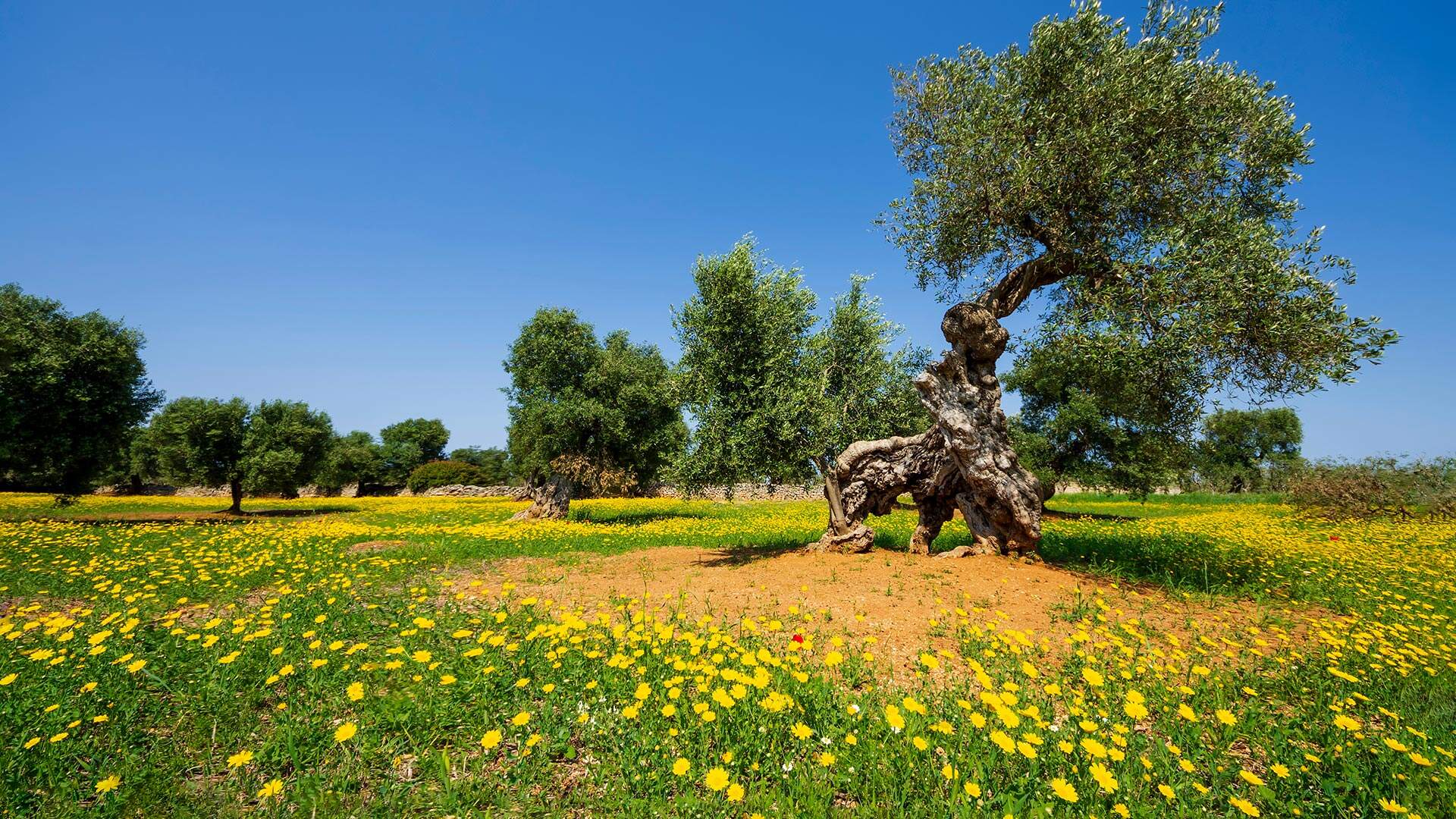 groot gras veld met veel gele bloemen en bomen in puglia
